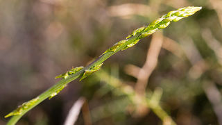 Priroda, cvijece, livada, sparoge, foto: Leo Banic