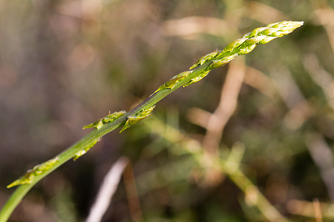 Priroda, cvijece, livada, sparoge, foto: Leo Banic