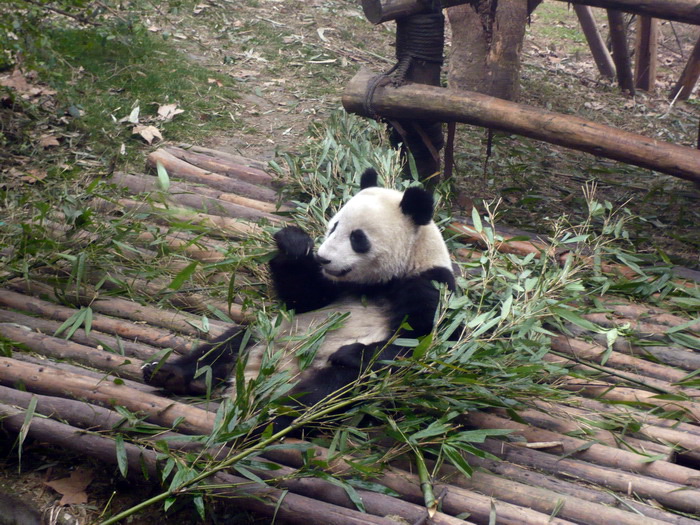 Putovanje u Kinu i Tibet (Foto:Iva Bur