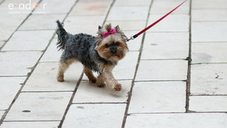 Đir po gradu, srijeda 29. svibnja 2019. Đir po gradu, srijeda 29. svibnja 2019.