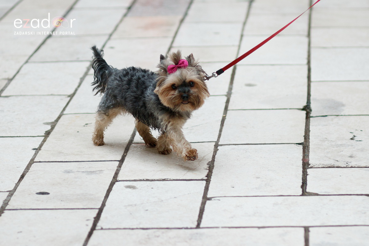 Đir po gradu, srijeda 29. svibnja 2019. Đir po gradu, srijeda 29. svibnja 2019.