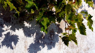 Iške crtice u objektivu Leonarda Kvarantana