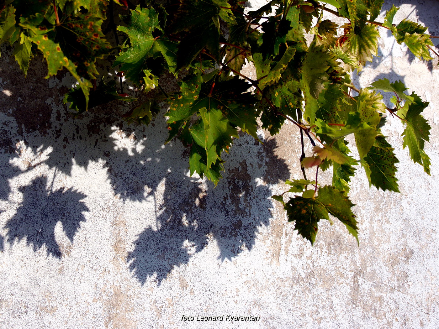 Iške crtice u objektivu Leonarda Kvarantana