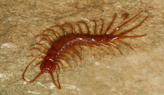 Eupolybothrus liburnicus