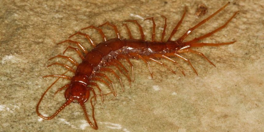 Eupolybothrus liburnicus Eupolybothrus liburnicus