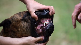 Zadar, 020513.  
Kamp na zadarskom predjelu Borik. 13. po redu medjunarodna izlozba pasa CACIB Zadar dog show 2013. 
Foto: Jure Miskovic / CROPIX