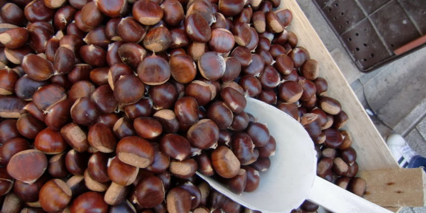 Kesteni, maruni Kesteni, maruni