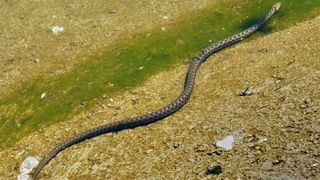 Rastoke, Kupa, slapovi Rastoke, Kupa, slapovi