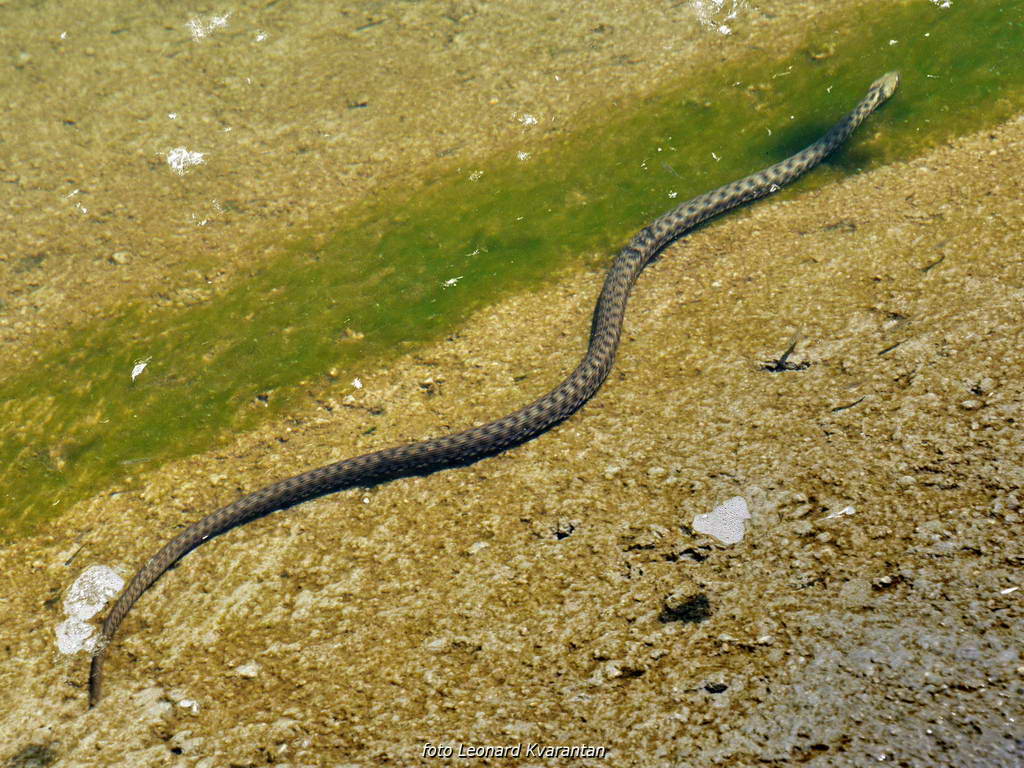 Rastoke, Kupa, slapovi Rastoke, Kupa, slapovi