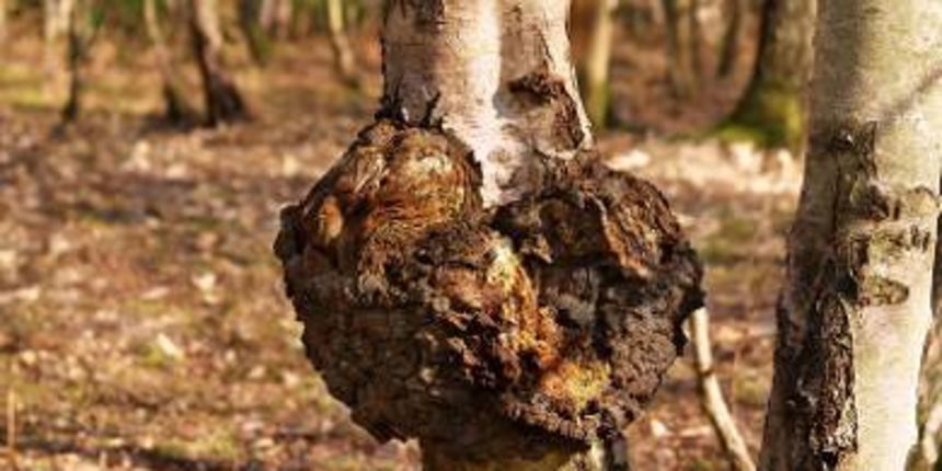 izrasline na stablima, foto: net.hr izrasline na stablima, foto: net.hr