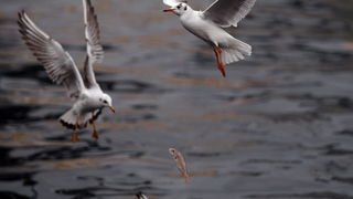 Zadar, 161110.
Galebovi su se danas za rucak odlucili za riblji meni. 
Na slici: uvala Jazine kraj zadarskog mosta.
Foto: Jure Miskovic / CROPIX