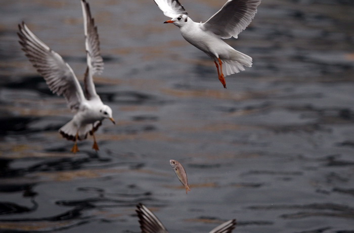 Zadar, 161110.
Galebovi su se danas za rucak odlucili za riblji meni. 
Na slici: uvala Jazine kraj zadarskog mosta.
Foto: Jure Miskovic / CROPIX