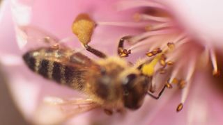Boje i mirisi proljeća, Foto: CROPIX
