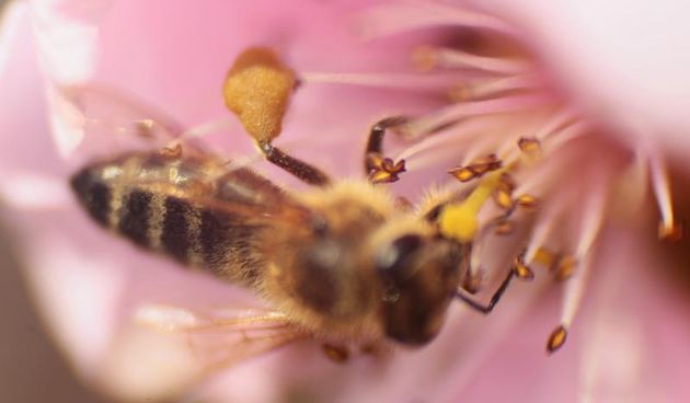 Boje i mirisi proljeća, Foto: CROPIX