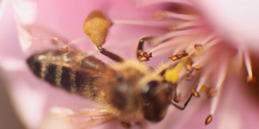 Boje i mirisi proljeća, Foto: CROPIX