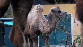 U Zoološki vrt Grada Zagreba stigla je mlada dvogrba deva Zsofia