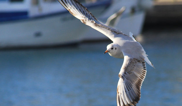 Galebovi u Jazinama, Foto: Leo Banić