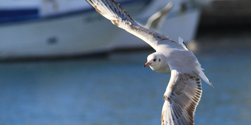Galebovi u Jazinama, Foto: Leo Banić Galebovi u Jazinama, Foto: Leo Banić