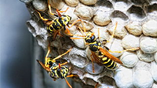 Bibinjski sinac, Foto: Leo Banic Bibinjski sinac, Foto: Leo Banic