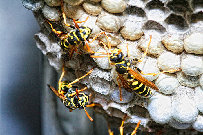 Bibinjski sinac, Foto: Leo Banic Bibinjski sinac, Foto: Leo Banic