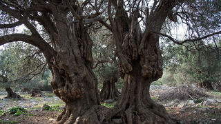 Berba maslina u Lunu, foto: V. Pesic