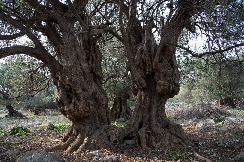 Berba maslina u Lunu, foto: V. Pesic