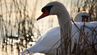 Đir uz Vransko jezero, Foto: Iva Perinić Đir uz Vransko jezero, Foto: Iva Perinić