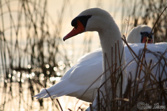 Đir uz Vransko jezero, Foto: Iva Perinić Đir uz Vransko jezero, Foto: Iva Perinić