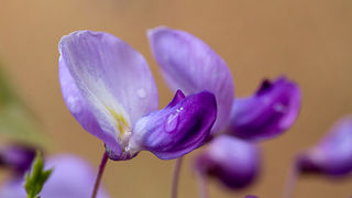 Priroda, cvijece, livada, sparoge, foto: Leo Banic