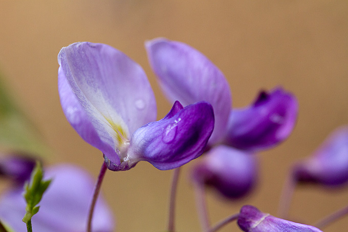 Priroda, cvijece, livada, sparoge, foto: Leo Banic