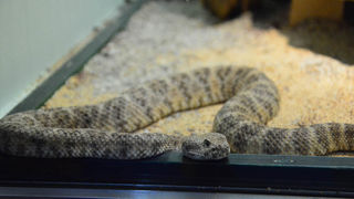 Otvorenje izložbe “Zmije – opasna ljepota”, foto: Iva Perinčić Otvorenje izložbe “Zmije – opasna ljepota”, foto: Iva Perinčić