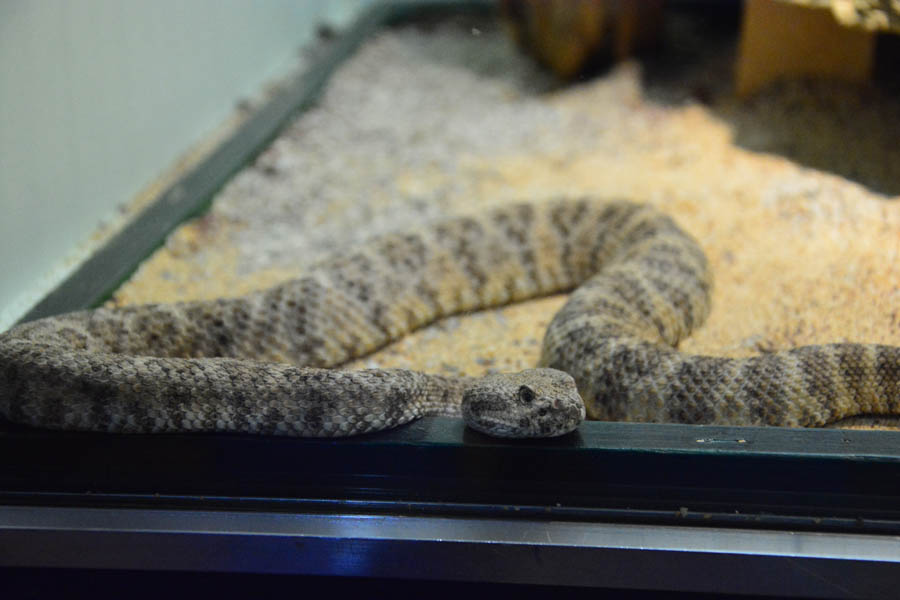 Otvorenje izložbe “Zmije – opasna ljepota”, foto: Iva Perinčić Otvorenje izložbe “Zmije – opasna ljepota”, foto: Iva Perinčić