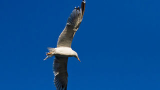Jutarnja svađa galebova, foto: Leo Banić