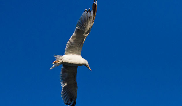 Jutarnja svađa galebova, foto: Leo Banić