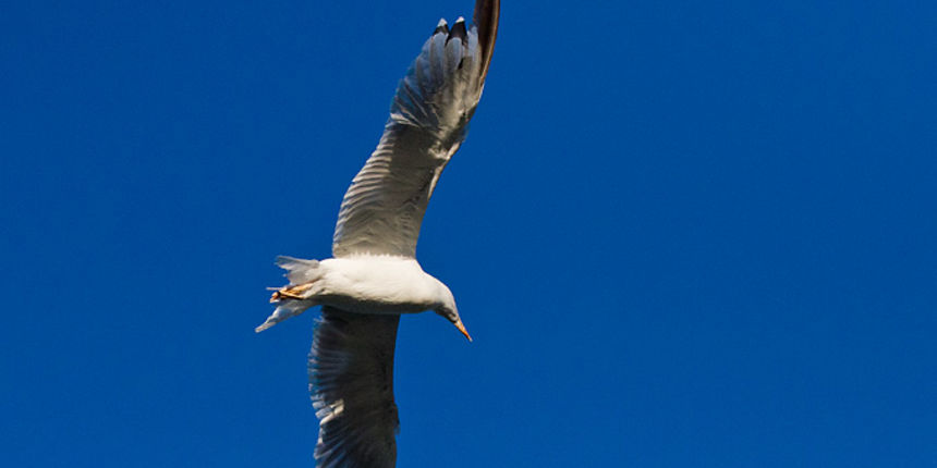 Jutarnja svađa galebova, foto: Leo Banić Jutarnja svađa galebova, foto: Leo Banić