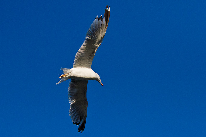 Jutarnja svađa galebova, foto: Leo Banić