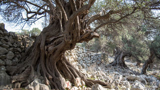 Berba maslina u Lunu, foto: V. Pesic