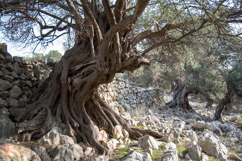 Berba maslina u Lunu, foto: V. Pesic