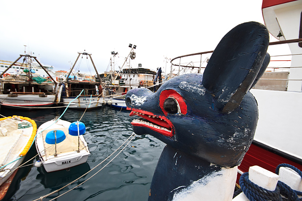 Ribarice u zadarskoj luci, Foto: Leo Banić