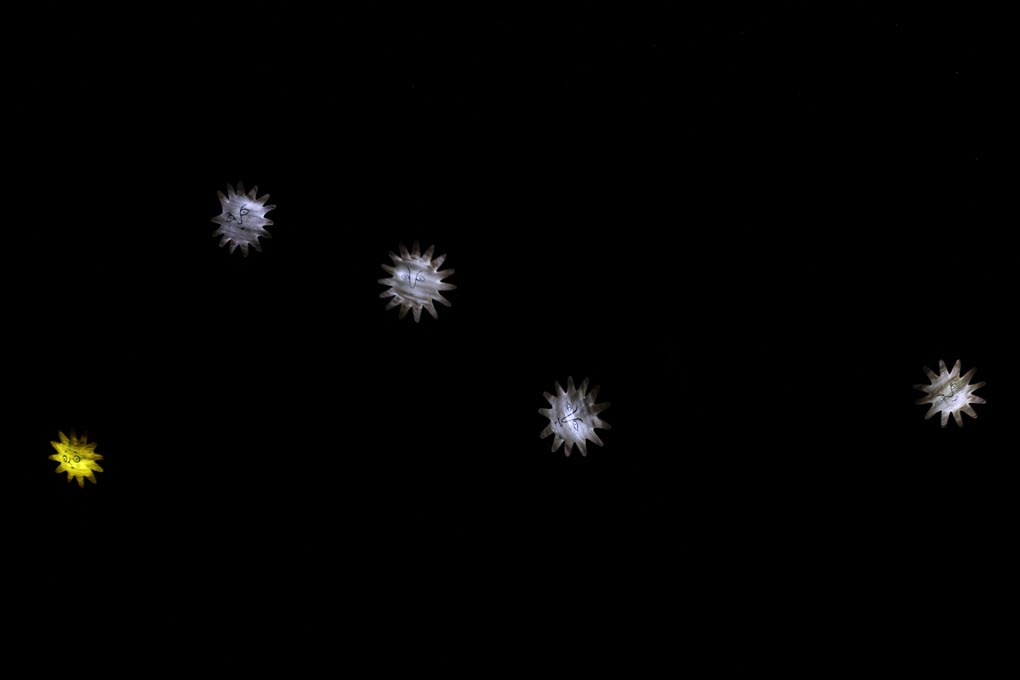 KLZ: “Zvjezdica” za početak nove sezone, foto: Iva Perinčić