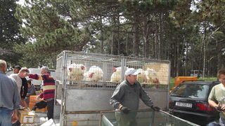 Benkovački sajam, 10. svibnja 2015.