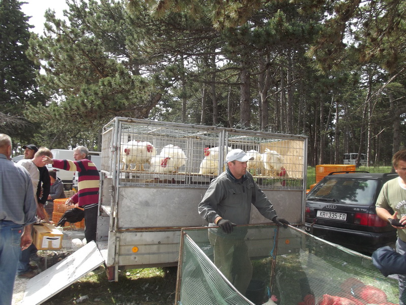 Benkovački sajam, 10. svibnja 2015.