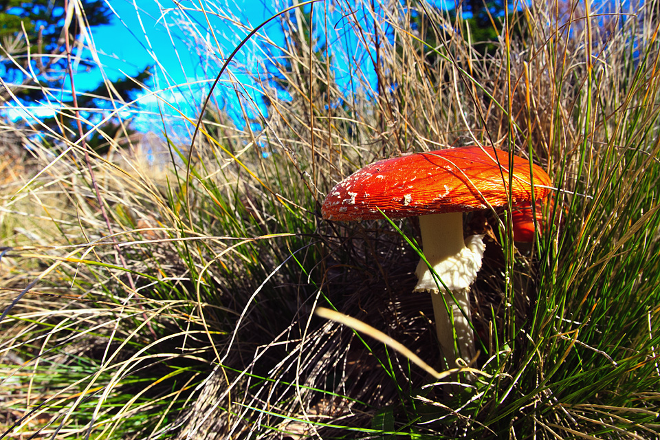 Đir do Zavižana, sjeverni Velebit, foto: Leo Banić