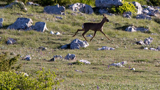 Velebitski divlji konji, Foto: Leo Banić