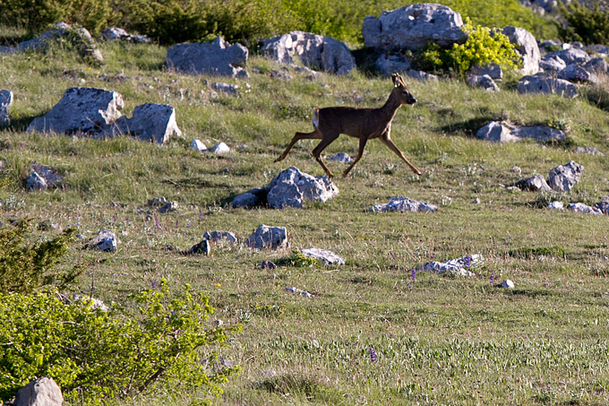 Velebitski divlji konji, Foto: Leo Banić