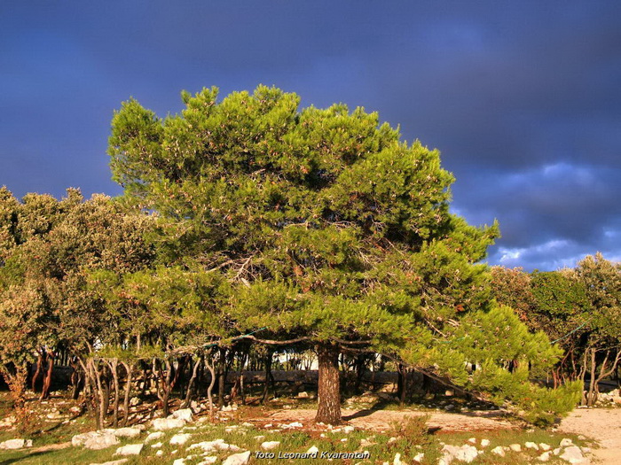 Plameni zalazak na Punta Skali, foto: L. Kvarantan