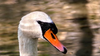 Nedjeljni izlet u Nacionalni park Krka Nedjeljni izlet u Nacionalni park Krka