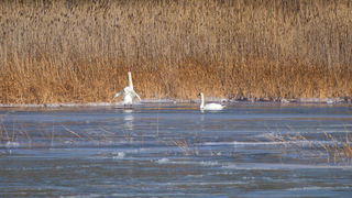 Debeli minusi i orkanska bura zaledili Vransko jezero Debeli minusi i orkanska bura zaledili Vransko jezero