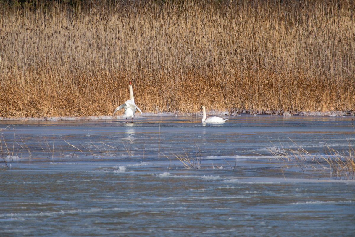 Debeli minusi i orkanska bura zaledili Vransko jezero Debeli minusi i orkanska bura zaledili Vransko jezero