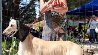 Međunarodna izložba pasa CACIB 2023